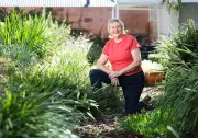 Sabrina Hahn: Black onion aphids, dichondra, gardenia and avocado tips