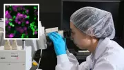 Sydney scientists capture immune cells devouring cancer in real-time breakthrough