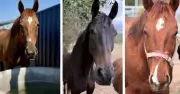 Three Horses Await Adoption Over 1000 Days After Rescue