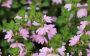 Tough Native Plants That Thrive in Western Australian Summers