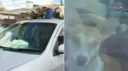 Tradies Call RSPCA After Dogs Found Locked in Hot Car in Adelaide