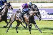 Twain's Angel impresses in Ascot trial ahead of winter sprint features