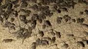 WA Mouse Plague Horror Stories Emerge as Infestation Worsens