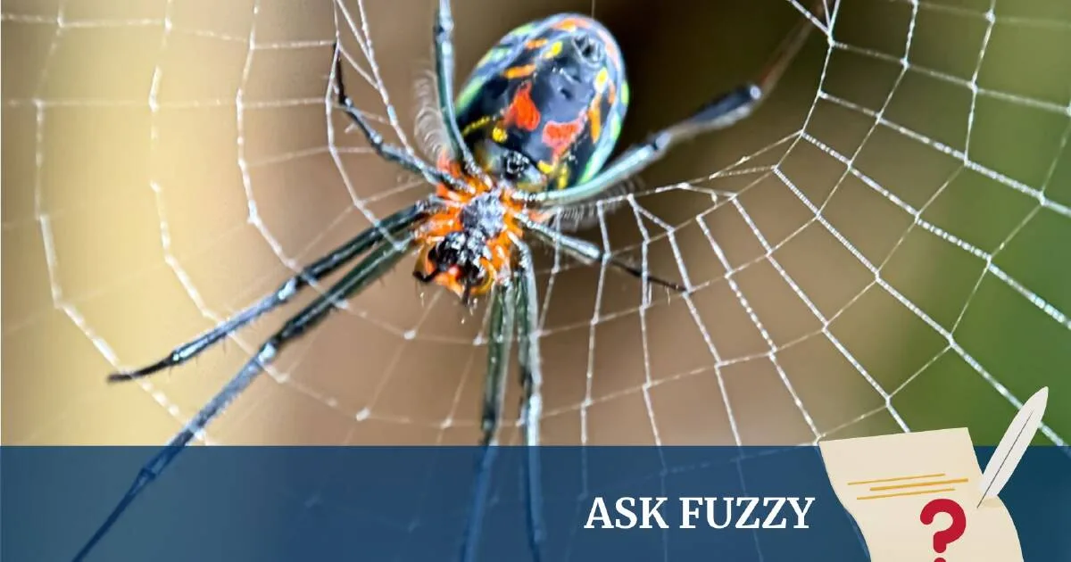 The Remarkable Science of Spider Silk
