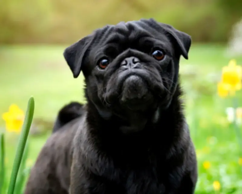 Decline in UK registrations of flat-faced dog breeds continues
