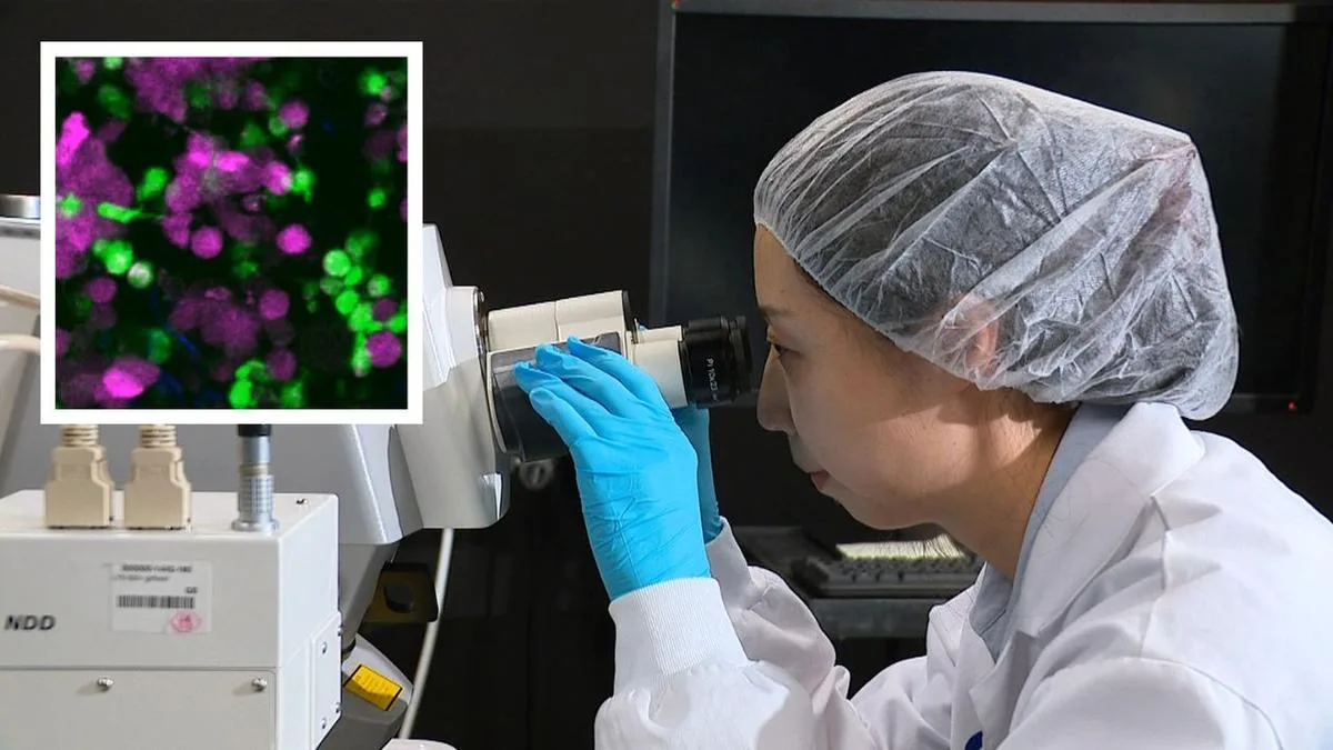 Sydney Scientists Capture Immune Cells Devouring Live Melanoma