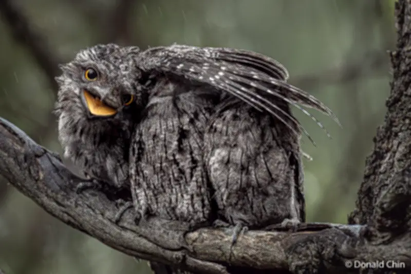 WA Photographer Donald Chin Shortlisted for 2026 Australian Geographic Nature Photographer of the Year