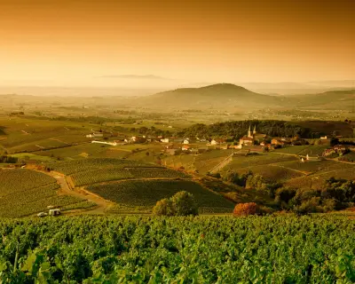 Affordable White Burgundy: Where to Find It Under £25