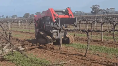 Australian Wine Industry in Crisis as Growers Rip Out Vines