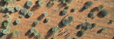 Australia's Carbon Farming: Forests Regrowing on 94% of Eligible Land