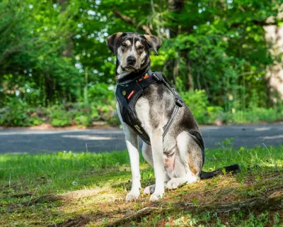 Best Dog Harnesses 2026: Top Picks for Walks, Car Safety, and Hiking