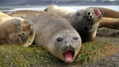 Bird Flu Kills Thousands of Baby Seals on Sub-Antarctic Heard Island