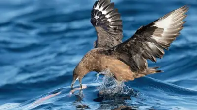Bird Flu Reaches Australia: First H5N1 Cases Confirmed in WA Seabirds