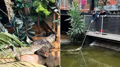 Boy thrown into crocodile enclosure at UK zoo, critical