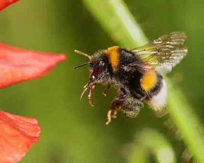 Bumblebees Show Surprising Problem-Solving Skills with Tools