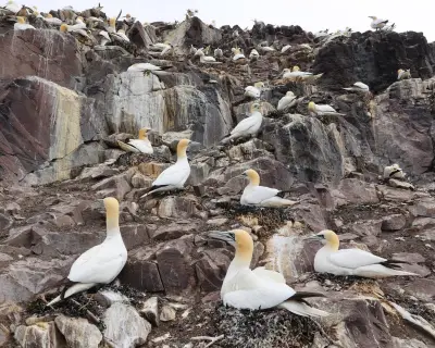 Call to Phase Out 'Inhumane' Guga Hunt in Hebrides Through Talks