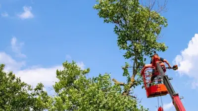 City of Gosnells Draft Policy to Restrict Private Tree Removal