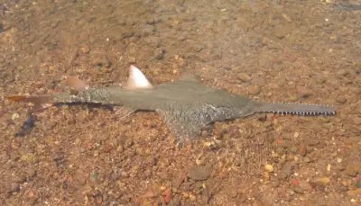 Climate change traps fish in northern Australian gulfs as land blocks escape route