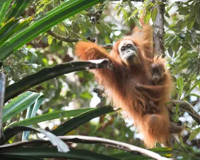 Climate Crisis Kills 7% of World's Rarest Great Apes in Landslides