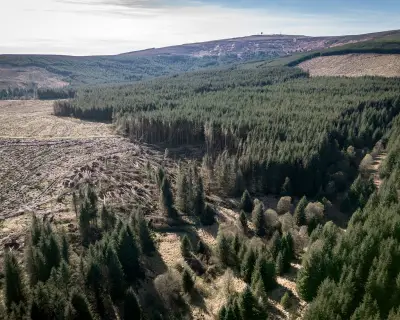 Commercial Forests and Biodiversity: A Balanced View on Kielder and Beyond