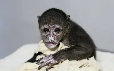 Costa Rica Court Orders Power Line Safety to Protect Howler Monkeys from Electrocution