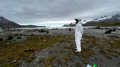 Deadly Bird Flu Reaches Australia, Threatening Unique Wildlife