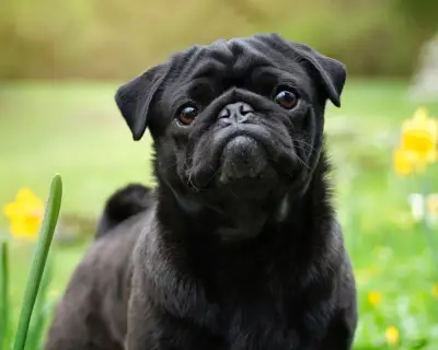 Decline in UK registrations of flat-faced dog breeds continues