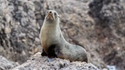 Extreme Weather Threatens Seals and Seabirds in Tasmania During Breeding