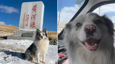 Famous Chinese travel dog allegedly stolen, killed for meat
