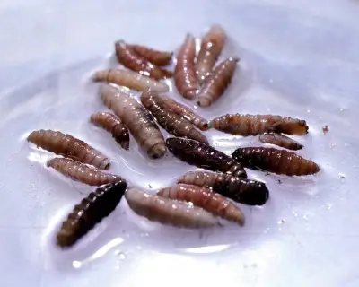 Flesh-eating screwworm parasite found in Texas calf after 60 years