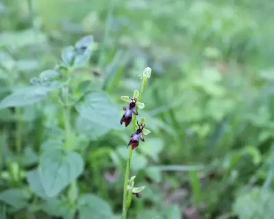 Fly Orchid: A Tiny Deceptive Wonder on the South Downs