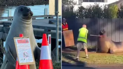 Footage Shows Wildlife Officer Prodding Beloved Seal Neil in Tasmania