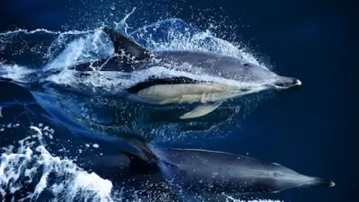 Forever Chemicals in Whales and Dolphins Rising Globally, Study Finds