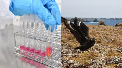 H5N1 Bird Flu Detected in Australia: Poultry Industry on High Alert