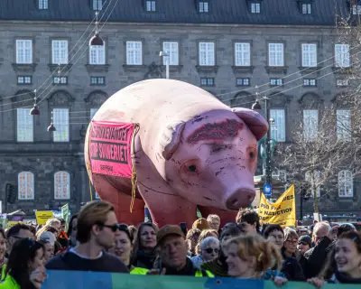 How Activists Won Denmark's 'Pig Election' and Transformed Farming