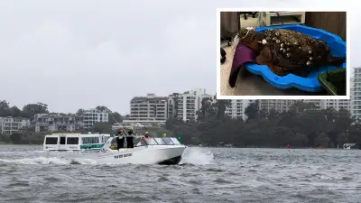 Loggerhead Turtle Displaced by Storm Dies in Swan River