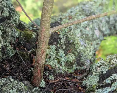 Miniature Scots Pine Grows in Birch Fork: A Tree Epiphyte Discovery