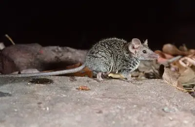 New Australian Mammal Discovered: Tiny 'Rock-Lover' Planigale Found