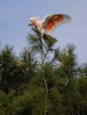 Pink Cockatoos Face Habitat Loss After Fires: Can They Survive?