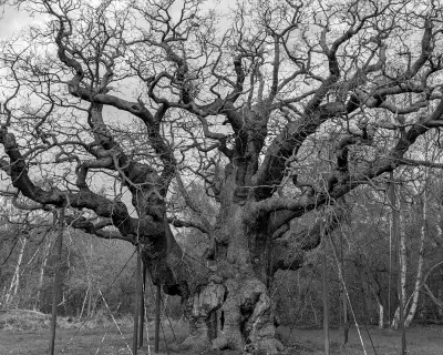 Readers Share Memories of Major Oak in Sherwood Forest