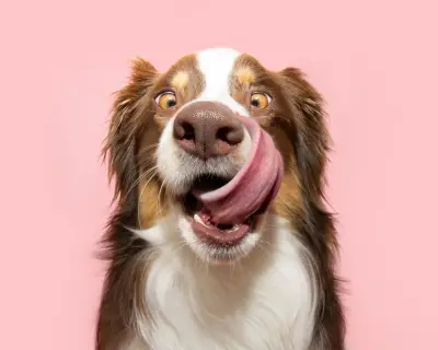 Readers Share the Strangest Items Their Dogs Have Consumed