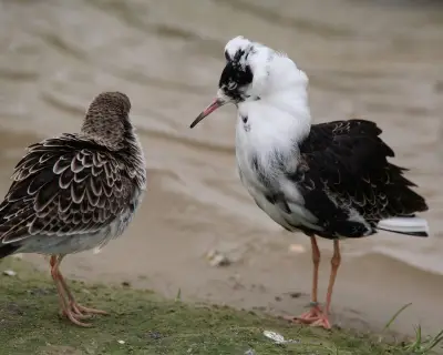 Ruffs Strut Like Ludicrous Walter Raleighs in Wetland Display