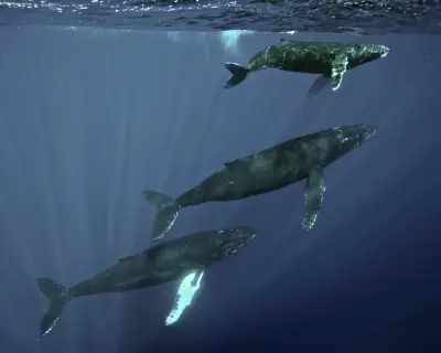 Scientists Trace Haunting Ocean Thrums to Humpback Whales