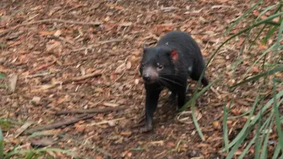 Search for Missing Tasmanian Devil Mary Enters Third Day on Gold Coast