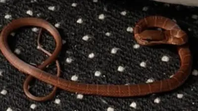 Snake on UK-Bound Plane Sparks Panic, Still Missing After Four Days