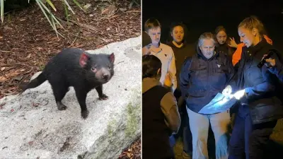 Sniffer Dogs and Drones Home In on Escaped Tasmanian Devil Mary