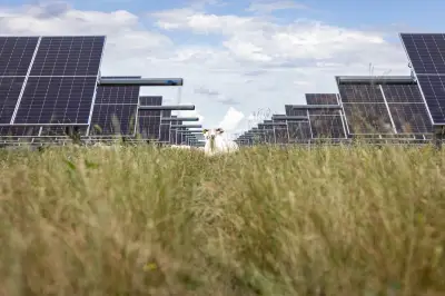 Solar surpasses coal in US electricity generation for first time in May