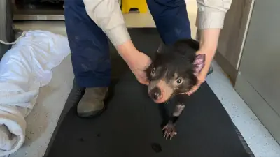 Tasmanian Devil Mary Returns Home After Dramatic Capture and Recovery