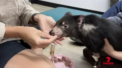 Tasmanian Devil Mary Takes First Bites After 15-Day Ordeal