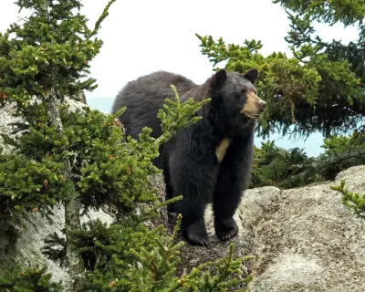 Teenager Injured by Black Bear in Washington State